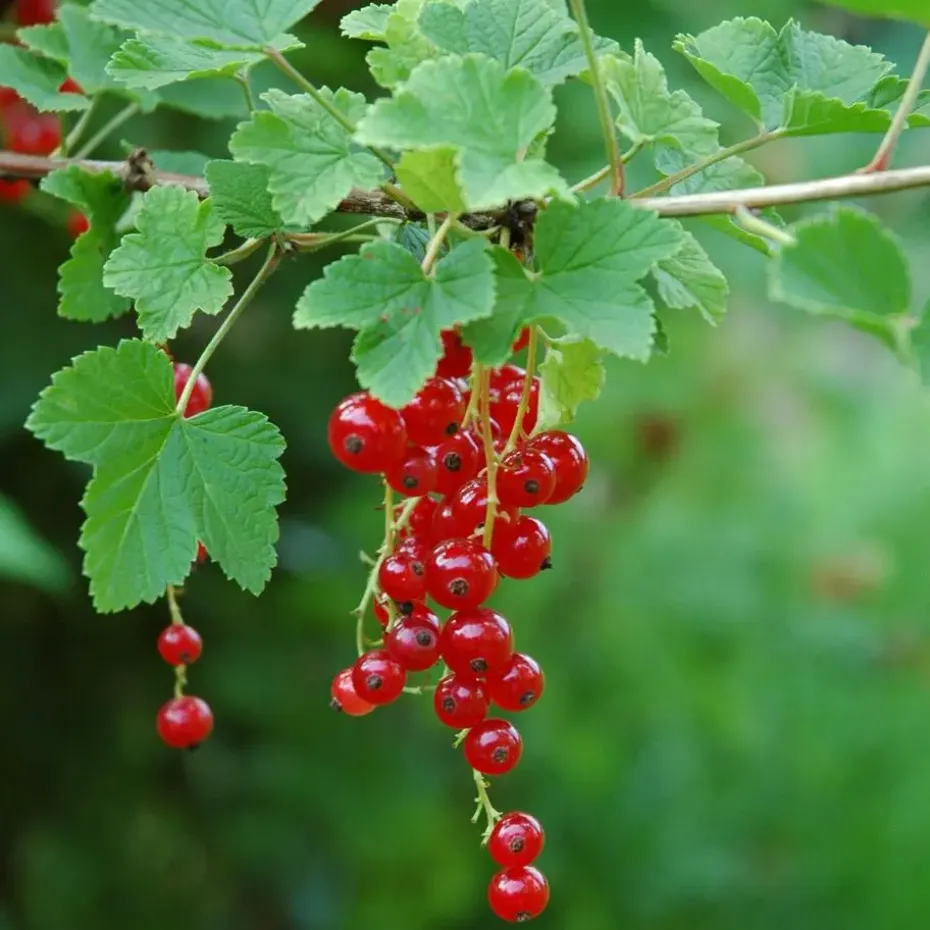 Aalbes - Set van 3 - Ribes rubrum - Hoogte 25-40cm - ⌀9cm