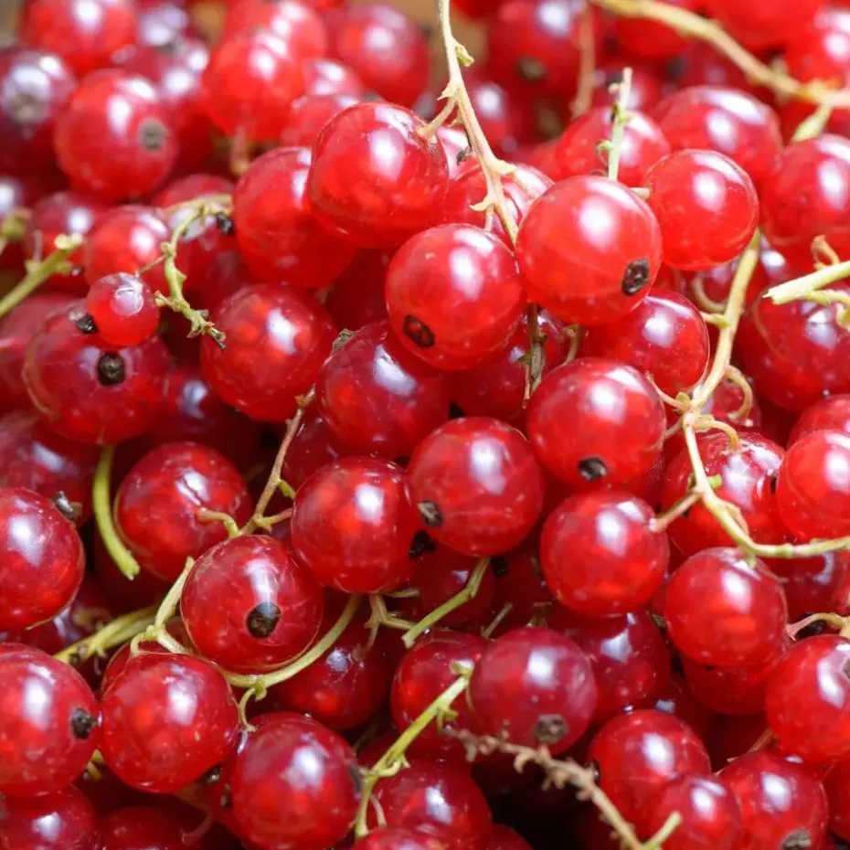 Aalbes - Set van 3 - Ribes rubrum - Hoogte 25-40cm - ⌀9cm