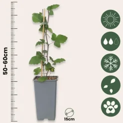 Aalbes - Set van 4 - Ribes rubrum 'Jonkheer van Tets' - Hoogte 50-60cm - ⌀15cm