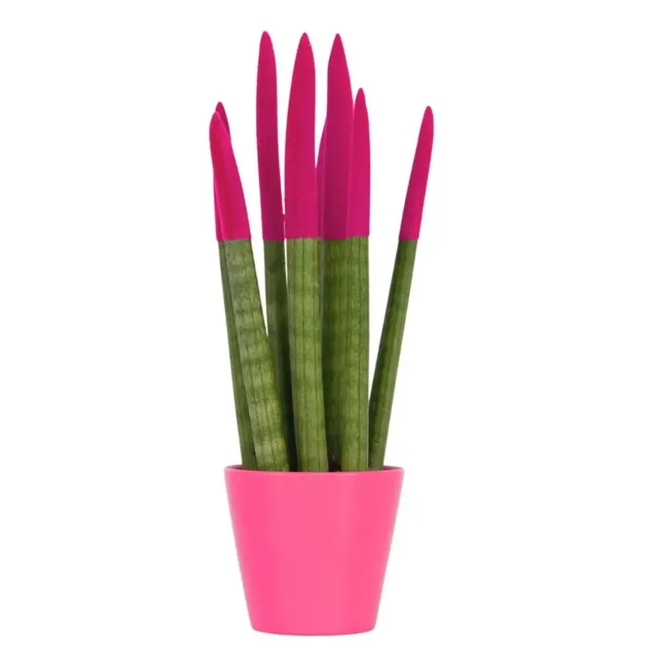 Afrikaanse Speerplant - Sansevieria cylindrica - Hoogte 20-40cm - Pot 9cm