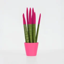 Afrikaanse Speerplant - Sansevieria cylindrica - Hoogte 20-40cm - Pot 9cm
