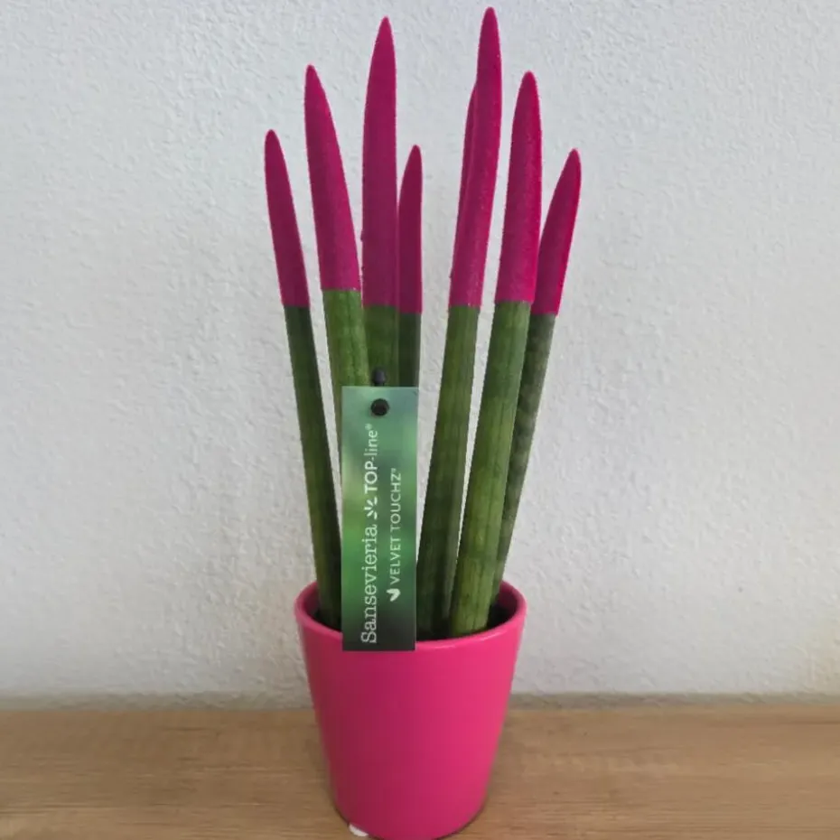 Afrikaanse Speerplant - Sansevieria cylindrica - Hoogte 20-40cm - Pot 9cm