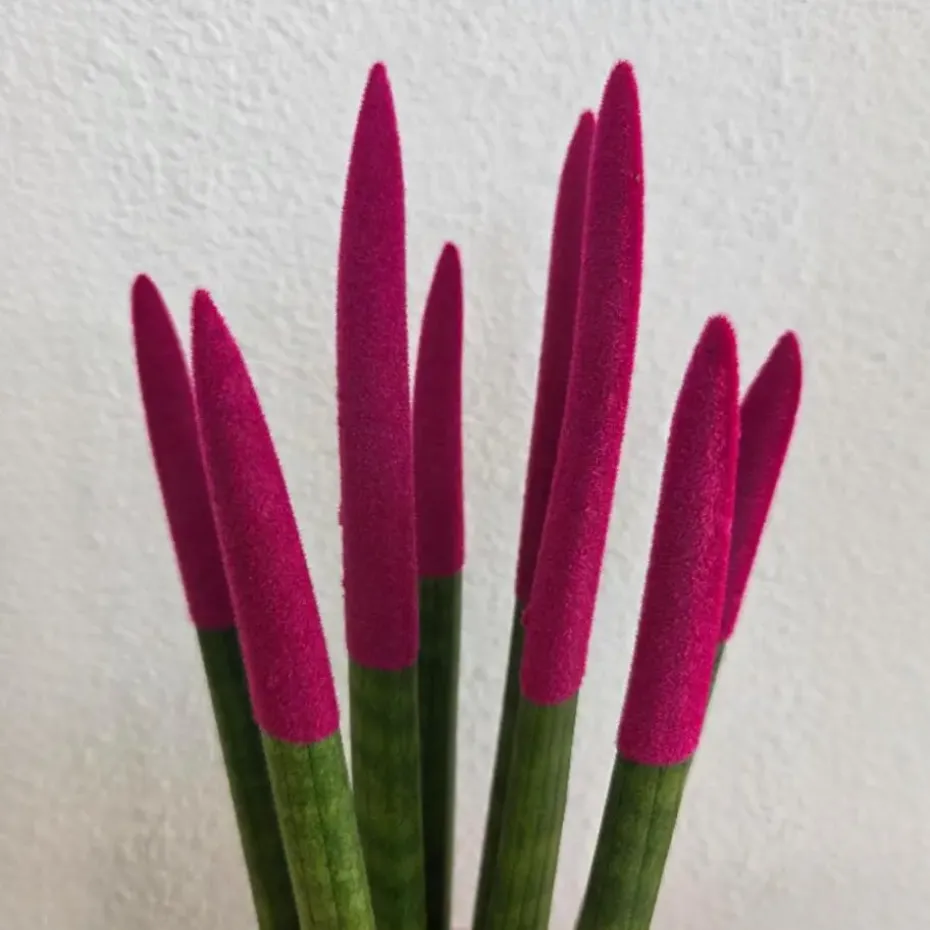 Afrikaanse Speerplant - Sansevieria cylindrica - Hoogte 20-40cm - Pot 9cm