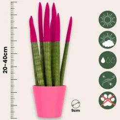 Afrikaanse Speerplant - Sansevieria cylindrica - Hoogte 20-40cm - Pot 9cm