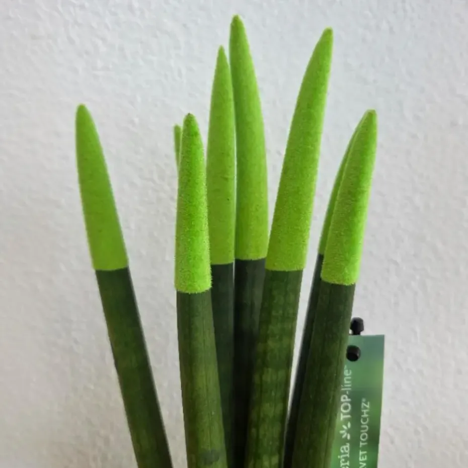 Afrikaanse Speerplant - Sansevieria cylindrica - Hoogte 20-40cm - Pot 9cm