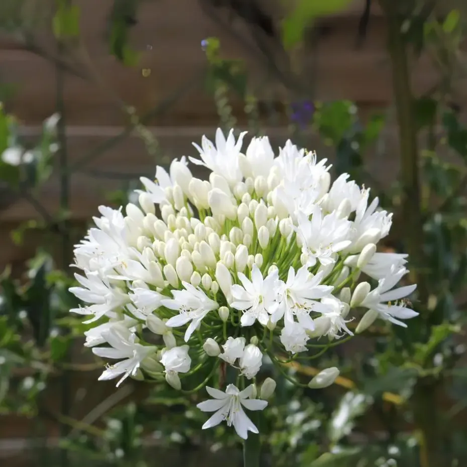 Agapanthus - Agapanthus 'Amourette Blue' - Hoogte 65 cm - ø23 cm
