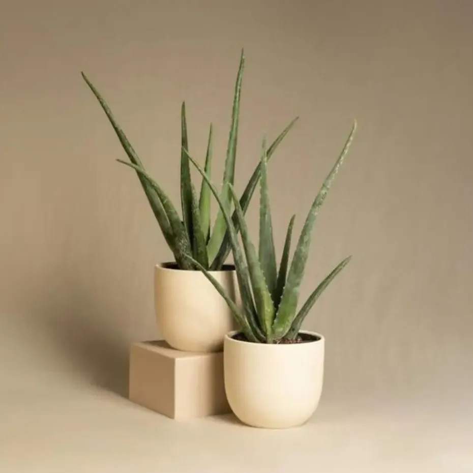 Aloë vera - Aloe barbadensis - Hoogte 25-40cm - ⌀10,5cm