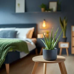 Aloë vera - Aloe barbadensis - Hoogte 25-40cm - ⌀10,5cm