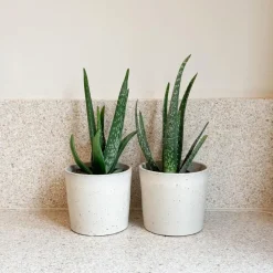 Aloë vera - Set van 2 - Aloe barbadensis - Hoogte 25-40cm - ⌀10,5cm