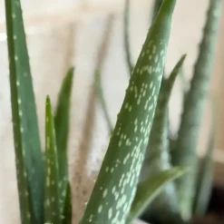 Aloë vera - Set van 2 - Aloe barbadensis - Hoogte 25-40cm - ⌀10,5cm