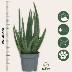 Aloë vera - Set van 2 - Aloe barbadensis - Hoogte 25-40cm - ⌀10,5cm