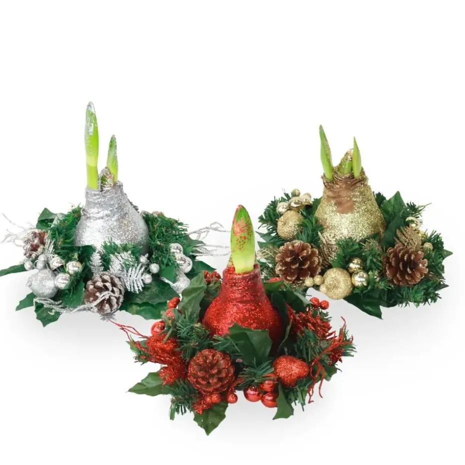 Amaryllis - Hippeastrum 'Kerstkransmix'