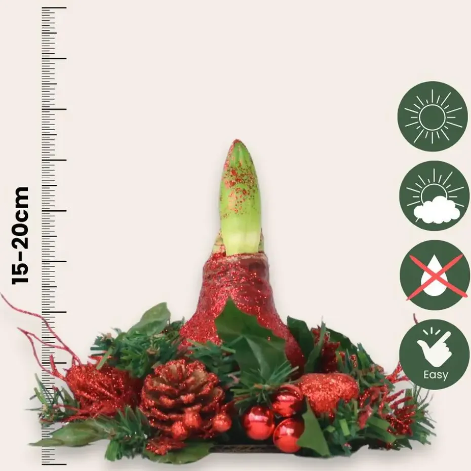 Amaryllis - Hippeastrum 'Kerstkransmix'