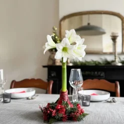 Amaryllis - Hippeastrum 'Kerstkrans' - Rood
