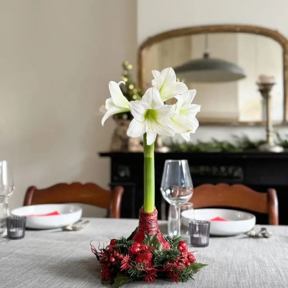 Amaryllis - Hippeastrum 'Kerstkrans' - Rood