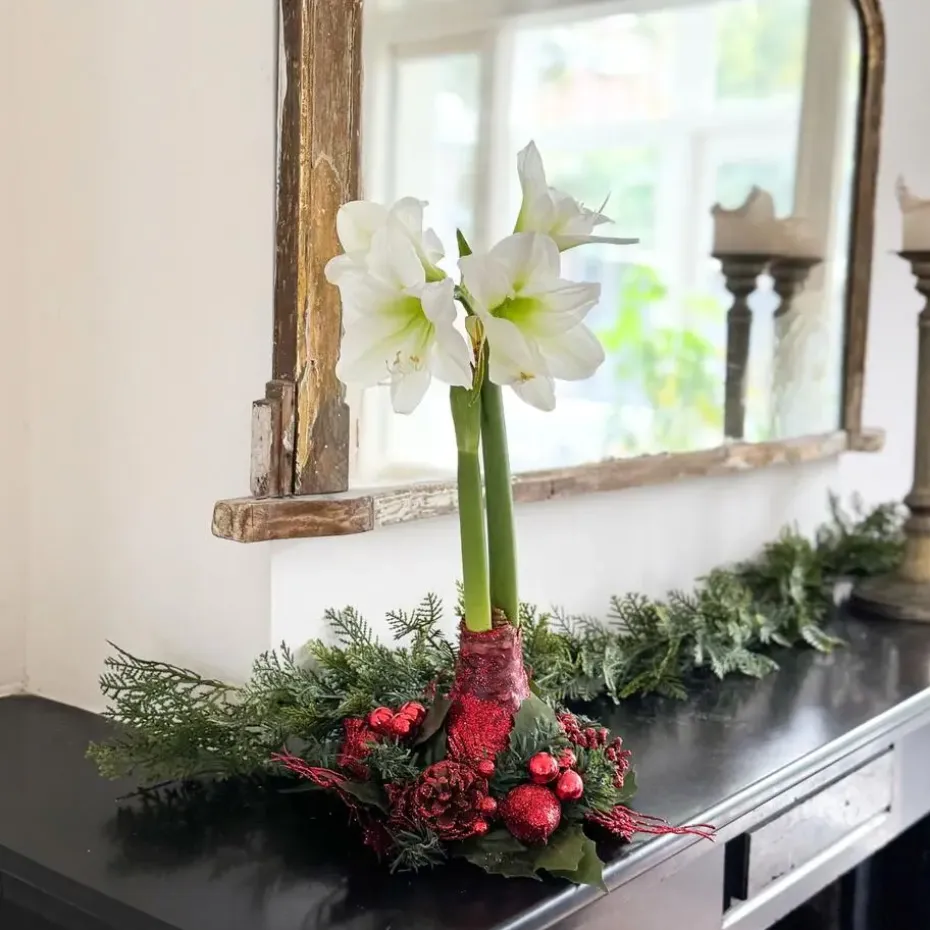Amaryllis - Hippeastrum 'Kerstkrans' - Rood