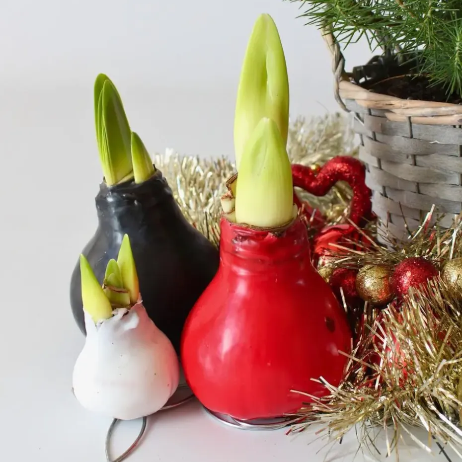 Amaryllis - Hippeastrum 'Wax Bordeaux' - Bloembol - Rood