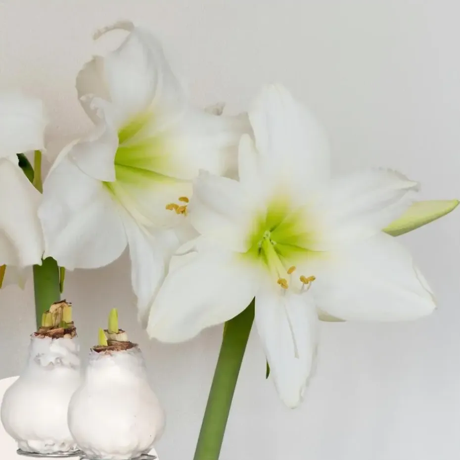 Amaryllis - Hippeastrum 'Wax White' - Bloembol - Rood