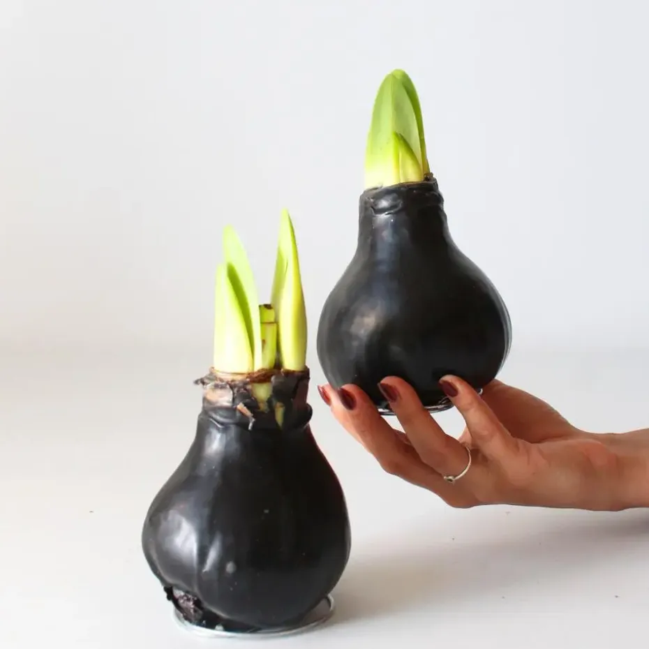 Amaryllis - hippeastrum 'Wax Black' - Bloembol - Rood