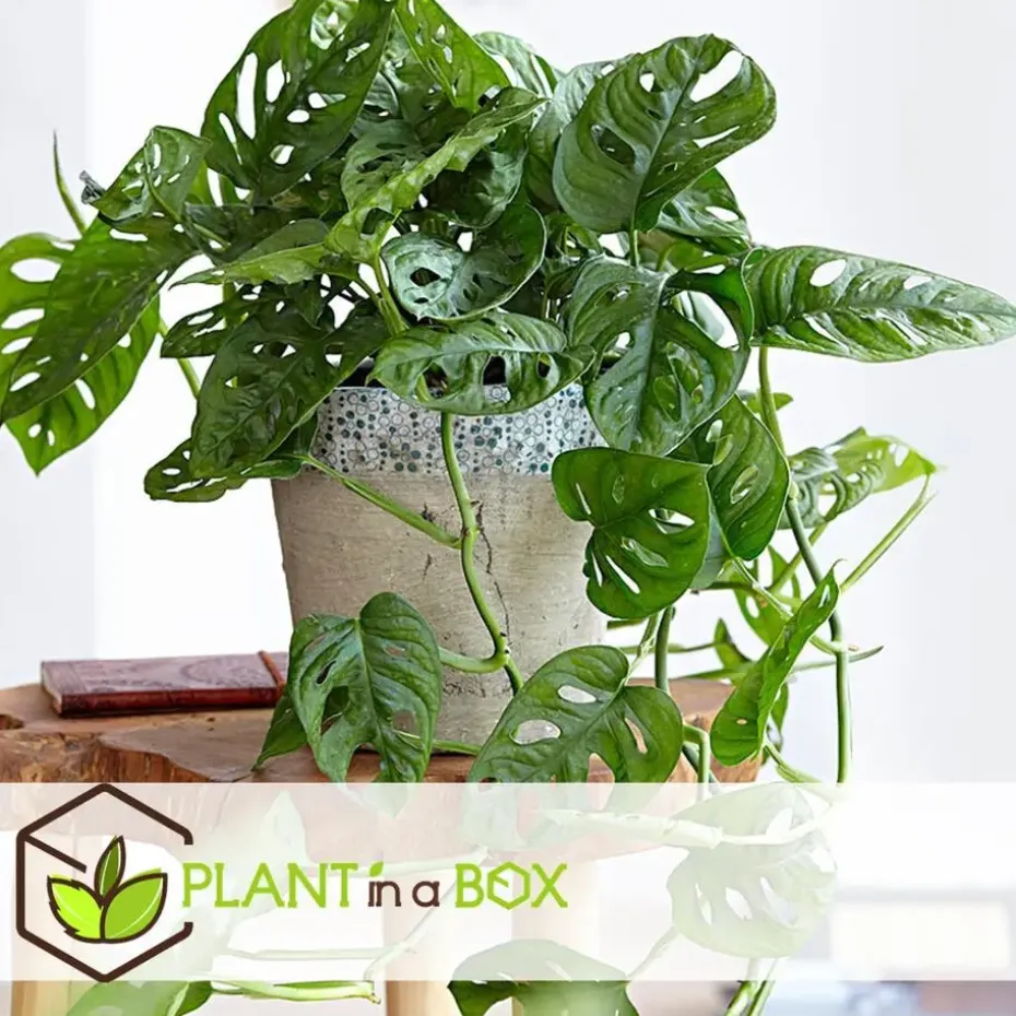 Apenmasker - Monstera adansonii 'Monkey Mask' - Hoogte 25-30cm - ⌀12cm
