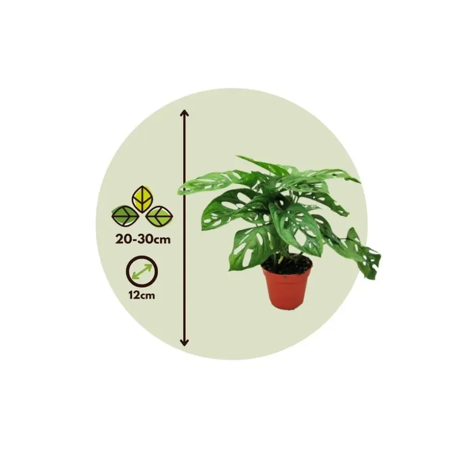 Apenmasker - Monstera adansonii 'Monkey Mask' - Hoogte 25-30cm - ⌀12cm