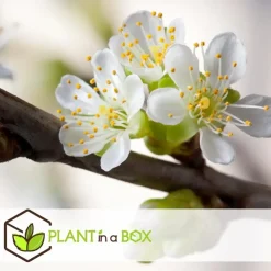 Appelboom-mix - Set van 3 - Malus - Hoogte 60-70cm - ⌀9cm