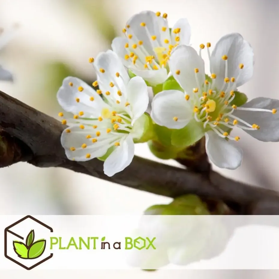 Appelboom-mix - Set van 3 - Malus - Hoogte 60-70cm - ⌀9cm