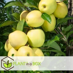 Appelboom-mix - Set van 3 - Malus - Hoogte 60-70cm - ⌀9cm