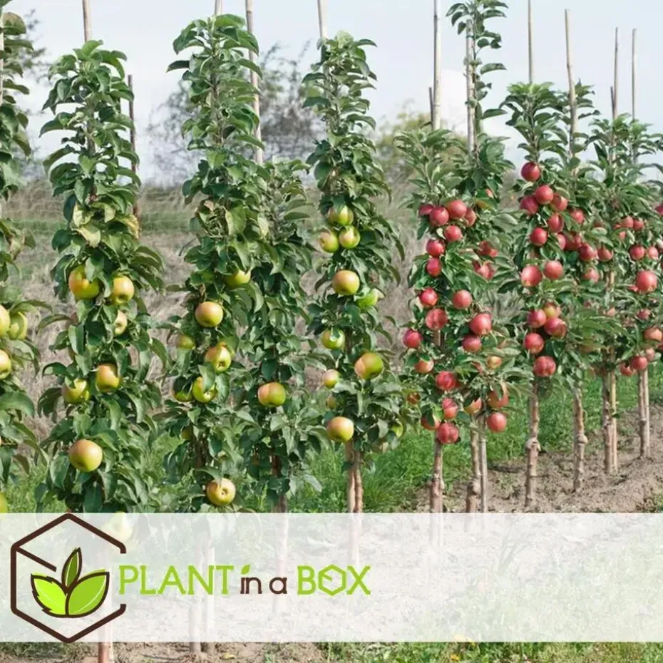 Appelboom-mix - Set van 6 - Malus - Hoogte 60-70cm - ⌀9cm