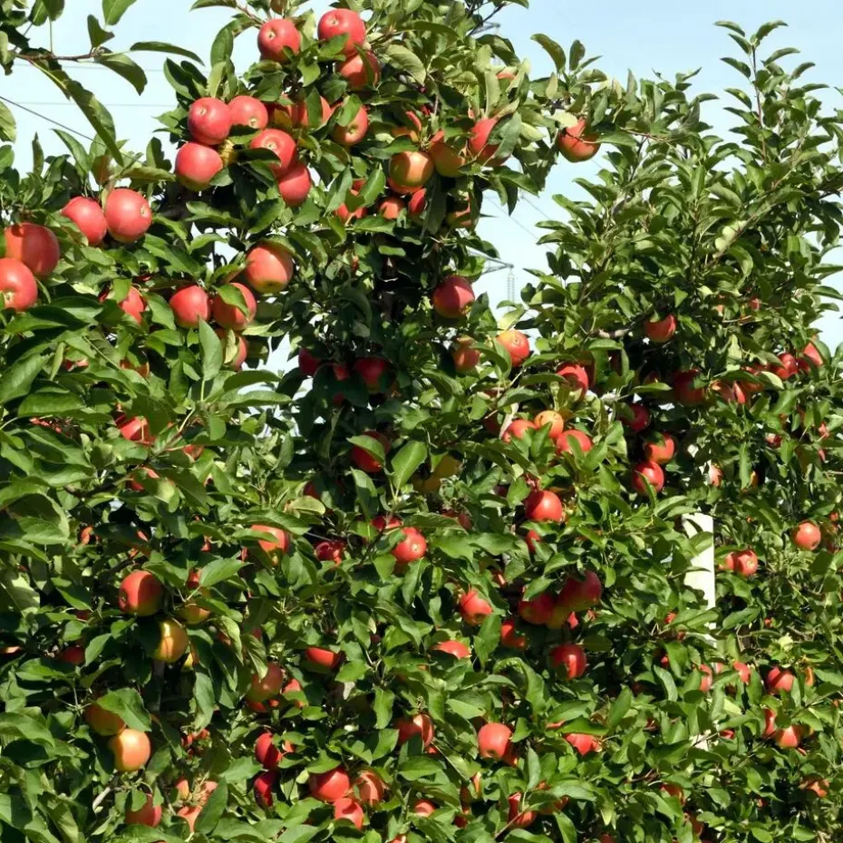 Appelboom-mix - Set van 6 - Malus - Hoogte 60-70cm - ⌀9cm