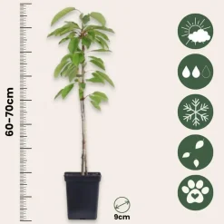 Appelboom-mix - Set van 6 - Malus - Hoogte 60-70cm - ⌀9cm