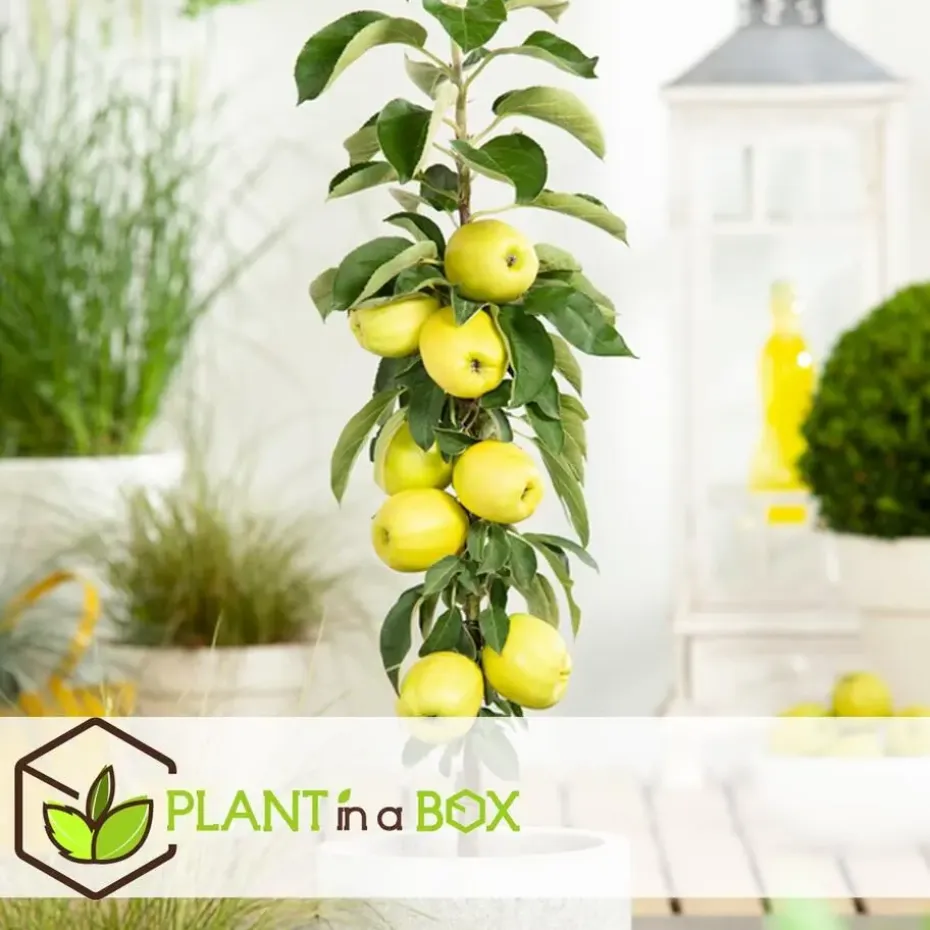Appelboom-mix - Set van 6 - Malus - Hoogte 60-70cm - ⌀9cm