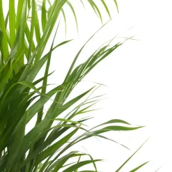 Areca goudpalm - Dypsis lutescens - Hoogte 60-70cm - ⌀17cm