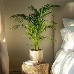 Areca goudpalm - Dypsis lutescens - Hoogte 60-70cm - ⌀17cm
