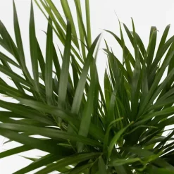 Areca goudpalm - Dypsis lutescens - Hoogte 60-70cm - ⌀17cm