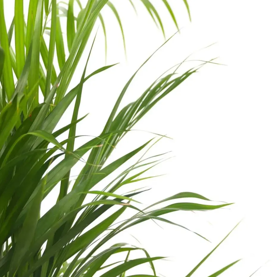 Areca goudpalm - Dypsis lutescens - Hoogte 30-45cm - ⌀12cm