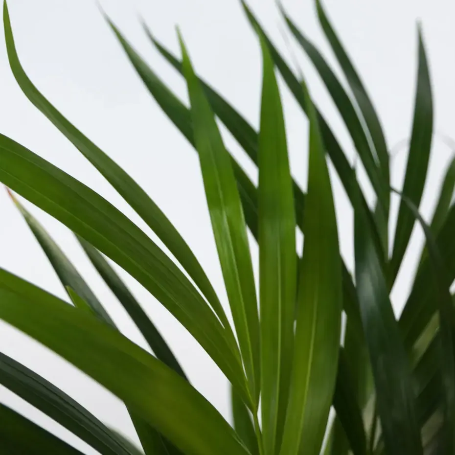 Areca goudpalm - Dypsis lutescens - Hoogte 30-45cm - ⌀12cm