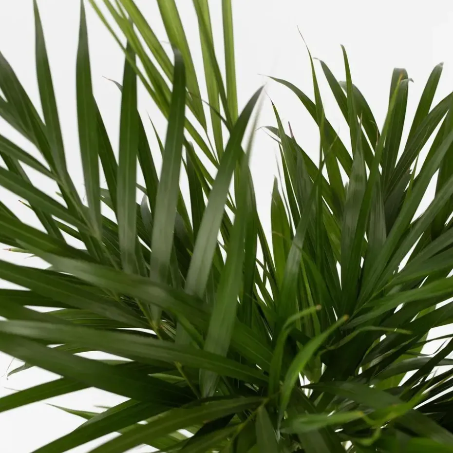 Areca goudpalm - Dypsis lutescens - Hoogte 30-45cm - ⌀12cm