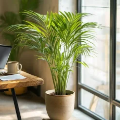 Areca goudpalm - Dypsis lutescens - Hoogte 100-120cm - ⌀21cm