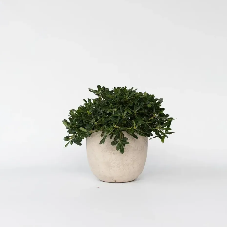 Australische laurier - Pittosporum tobira nanum - Hoogte 30-40cm - ⌀19cm