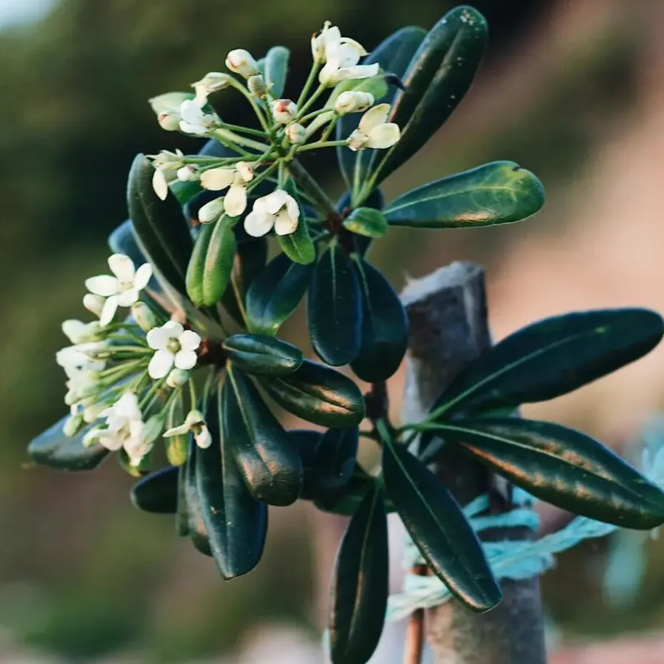 Australische laurier - Pittosporum tobira nanum - Hoogte 30-40cm - ⌀19cm