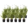 Bamboe - Set van 12 - Fargesia nitida 'Red Dragon' - Hoogte 50-70cm - ⌀17cm