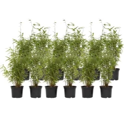 Bamboe - Set van 12 - Fargesia nitida 'Red Dragon' - Hoogte 50-70cm - ⌀17cm