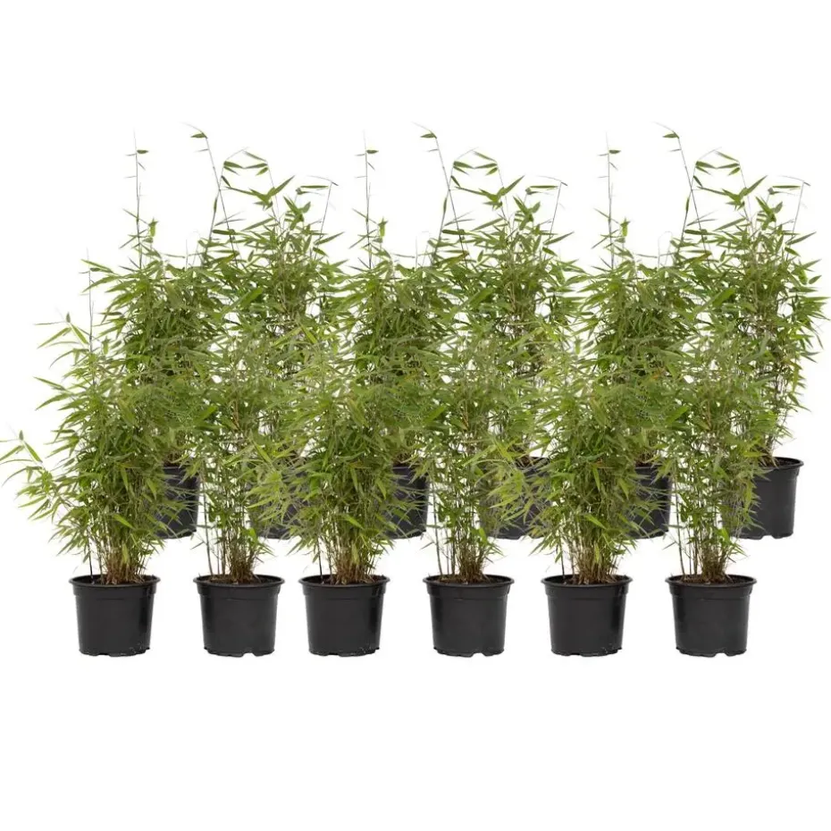 Bamboe - Set van 12 - Fargesia nitida 'Red Dragon' - Hoogte 50-70cm - ⌀17cm