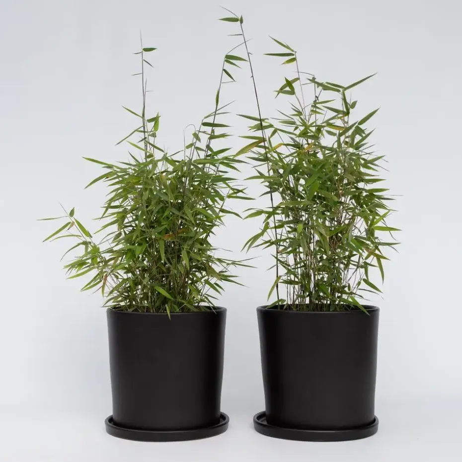 Bamboe - Set van 12 - Fargesia nitida 'Red Dragon' - Hoogte 50-70cm - ⌀17cm