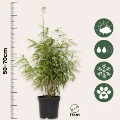 Bamboe - Set van 12 - Fargesia nitida 'Red Dragon' - Hoogte 50-70cm - ⌀17cm
