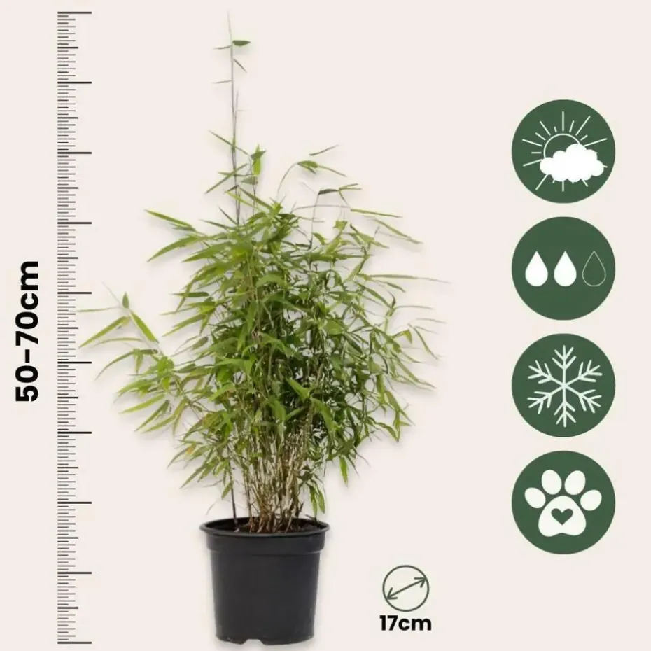 Bamboe - Set van 12 - Fargesia nitida 'Red Dragon' - Hoogte 50-70cm - ⌀17cm