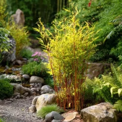 Bamboe - Set van 12 - Fargesia nitida 'Red Dragon' - Hoogte 50-70cm - ⌀17cm