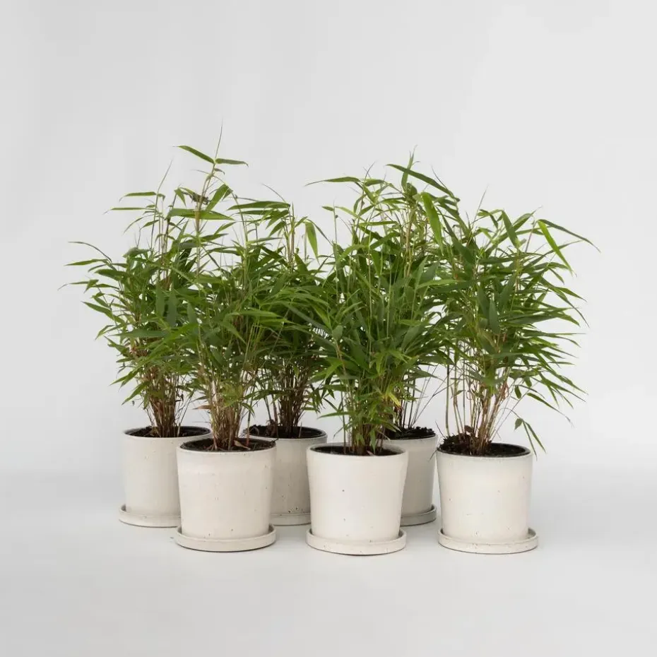 Bamboe - Set van 18 - Fargesia rufa - Hoogte 25-40cm - ⌀13cm