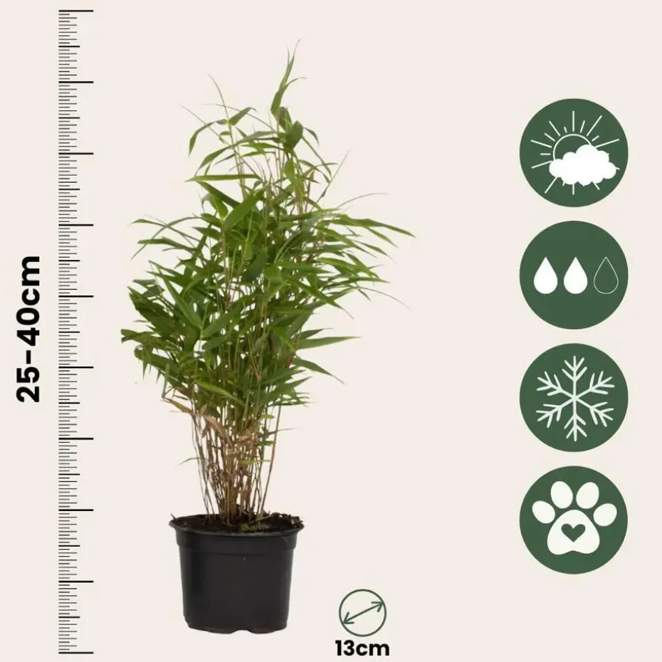 Bamboe - Set van 18 - Fargesia rufa - Hoogte 25-40cm - ⌀13cm